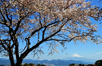 桜・富士山(日本平より）