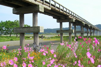 蓬莱橋　コスモスの季節に（クロスバイクに乗って）
