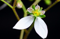 ユキノシタの花（拡大）