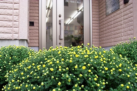 お施主様から頂いた菊　　