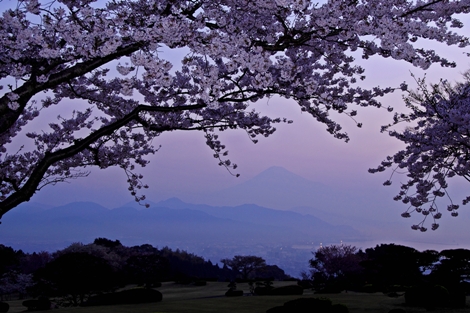 ４月７日　紫色した朧富士