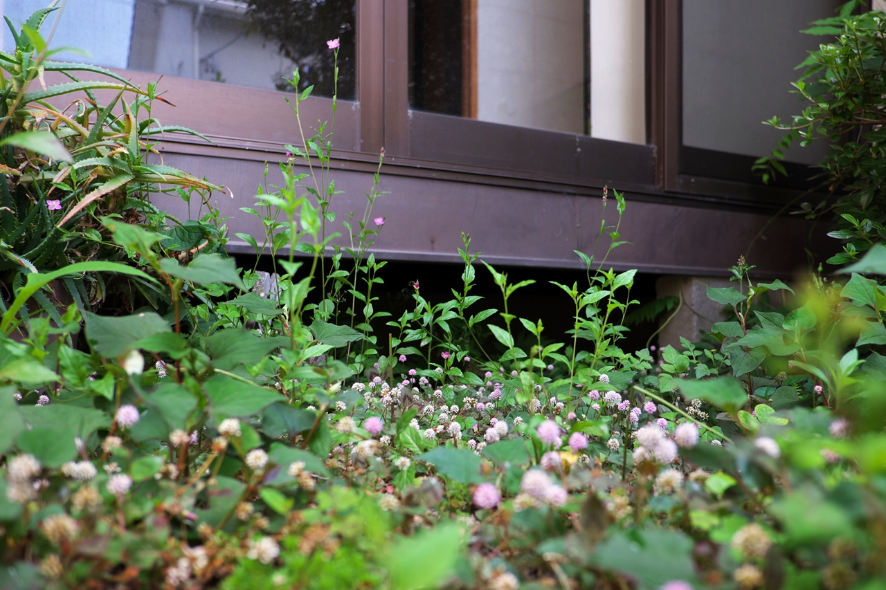 雑草の中に見付けた 飾らない優しさ 美しさ 静岡発 笑顔が浮かぶ家づくりブログ