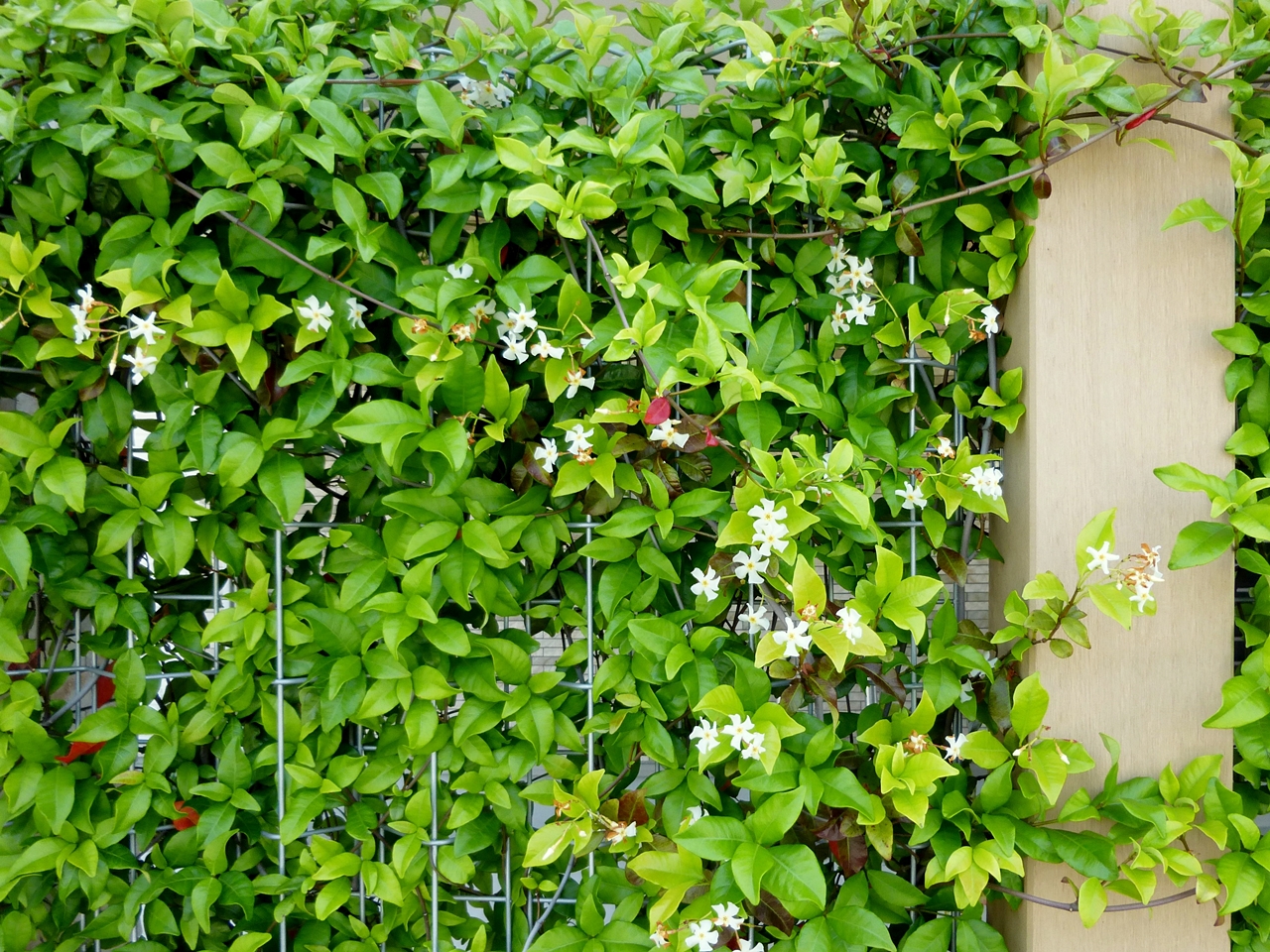 蔓性の植物でフェンスを埋め尽くしてくれるものと言ったら 静岡発 笑顔が浮かぶ家づくりブログ