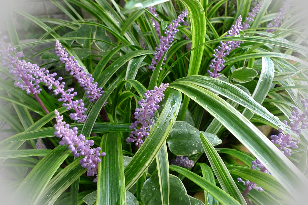 事務所脇の庭に この紫の花が咲くと もう秋なんです 静岡発 笑顔が浮かぶ家づくりブログ