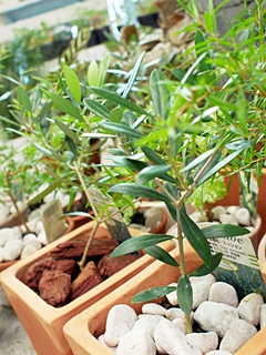 ハーブの植え込み