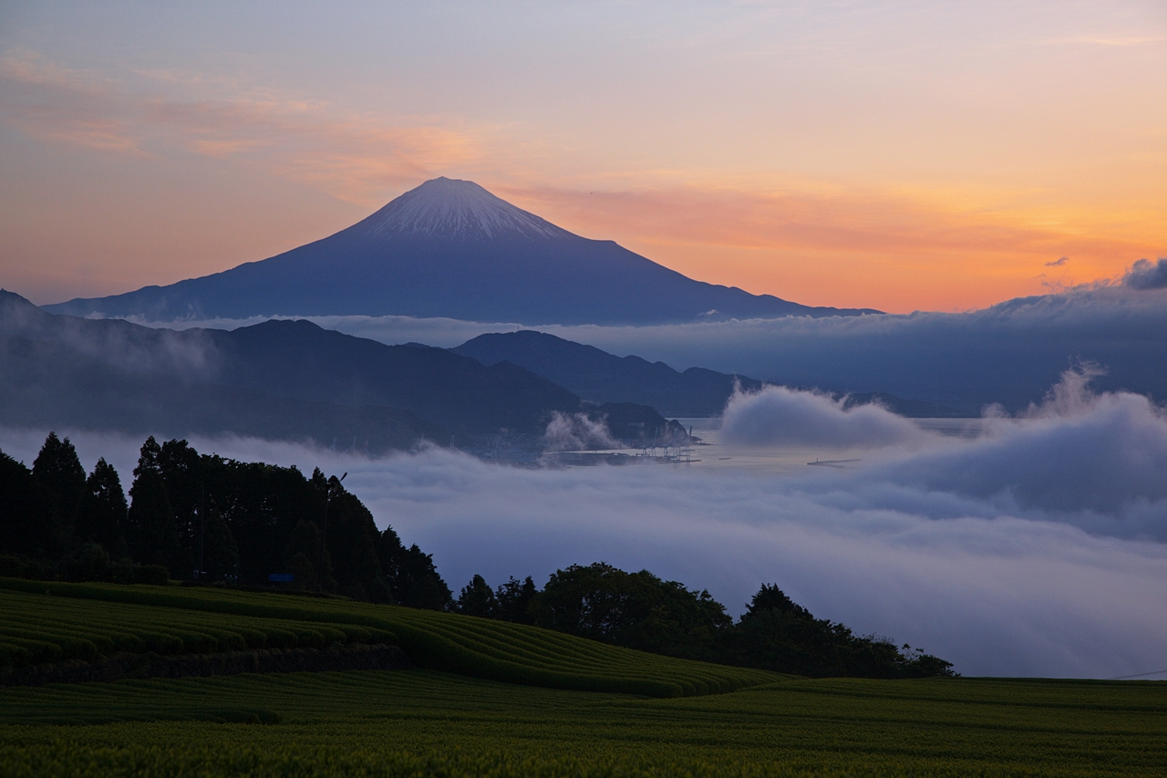 茶畑の波　雲の波　駿河の海が好きなんです。