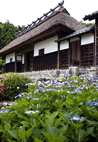 大鐘家　長屋門とアジサイの花