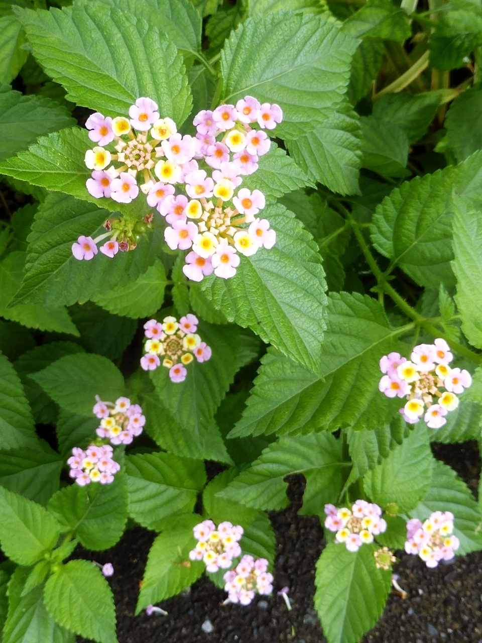 ランタナの花　サイズ１２８０