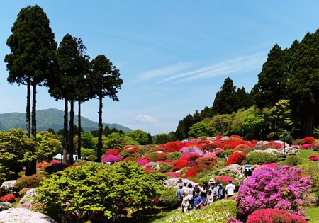 山のホテル　躑躅の季節　450