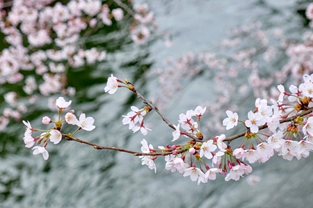 桜の開花　450