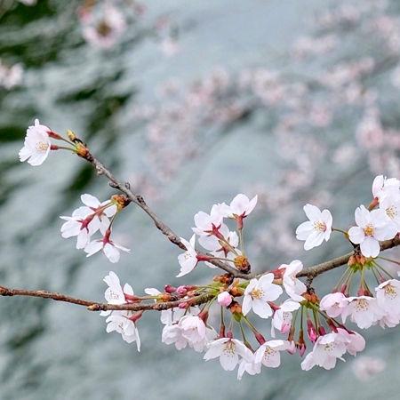 桜の開花