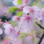 雨の桜１１