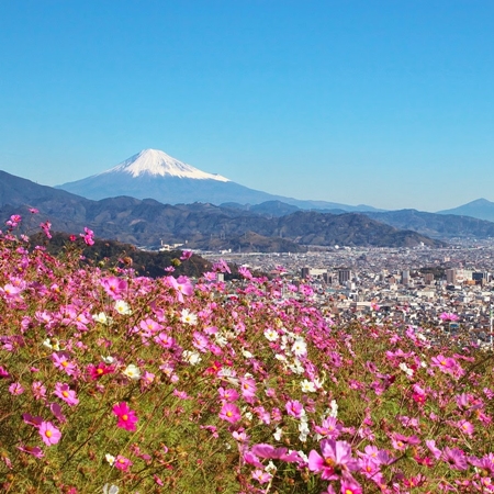 静岡いい家いい笑顔 静岡良いとこ富士山とコスモスの花 静岡発 笑顔が浮かぶ家づくりブログ