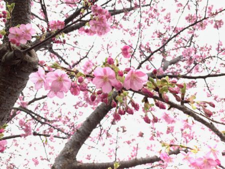 河津桜8分咲き 笑顔が見える家づくりの仕事人ブログ